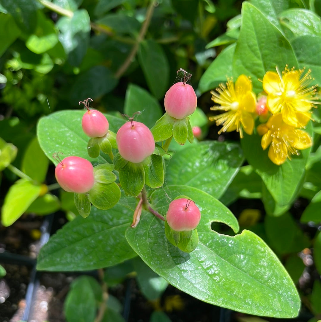 the-best-website-for-buying-wholesale-hypericum-inodorum-miracle-horizon-1-qt-st-johns-wort-1-qt-online-now_1.jpg